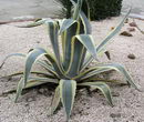 Century Plant